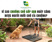 Vì sao chuồng chó gấp gọn ngày càng được người nuôi chó ưa chuộng?